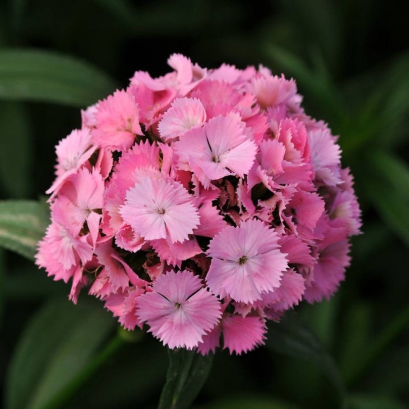 Törökszegfű Pink Beauty, Dianthus barbatus , virág